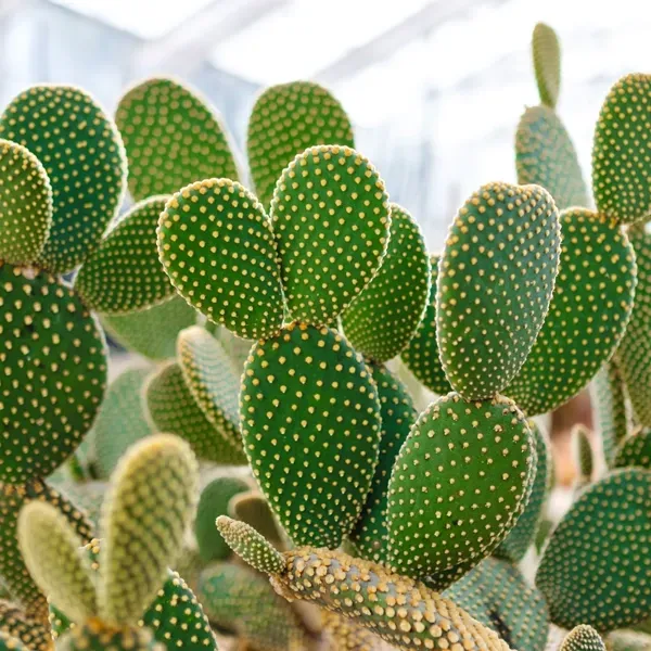 Close-up of a vibrant green Bunny Ear Cactus, featuring many oval-shaped pads with small yellow dots.