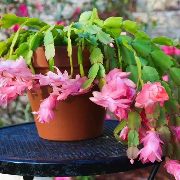 Pink Christmas cactus in a terracotta pot on a table.