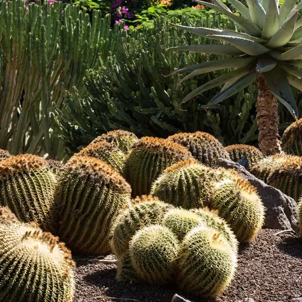 Golden barrel cacti clustered in a garden with other cacti and plants.