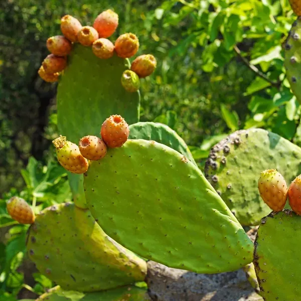 Prickly Pear Cactus with green pads and orange fruit, set outdoors.
