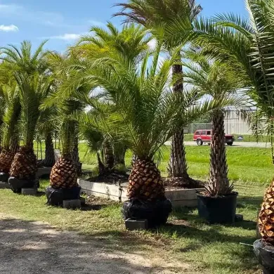 Row of potted palm trees in a sunny outdoor nursery beside a grassy roadside