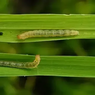 Rosehill Palms - How to Grow and Care for Canna Lilies - Canna leaf rollers