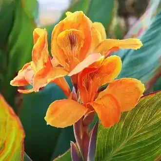 Rosehill Palms - How to Grow and Care for Canna Lilies - Pretoria
