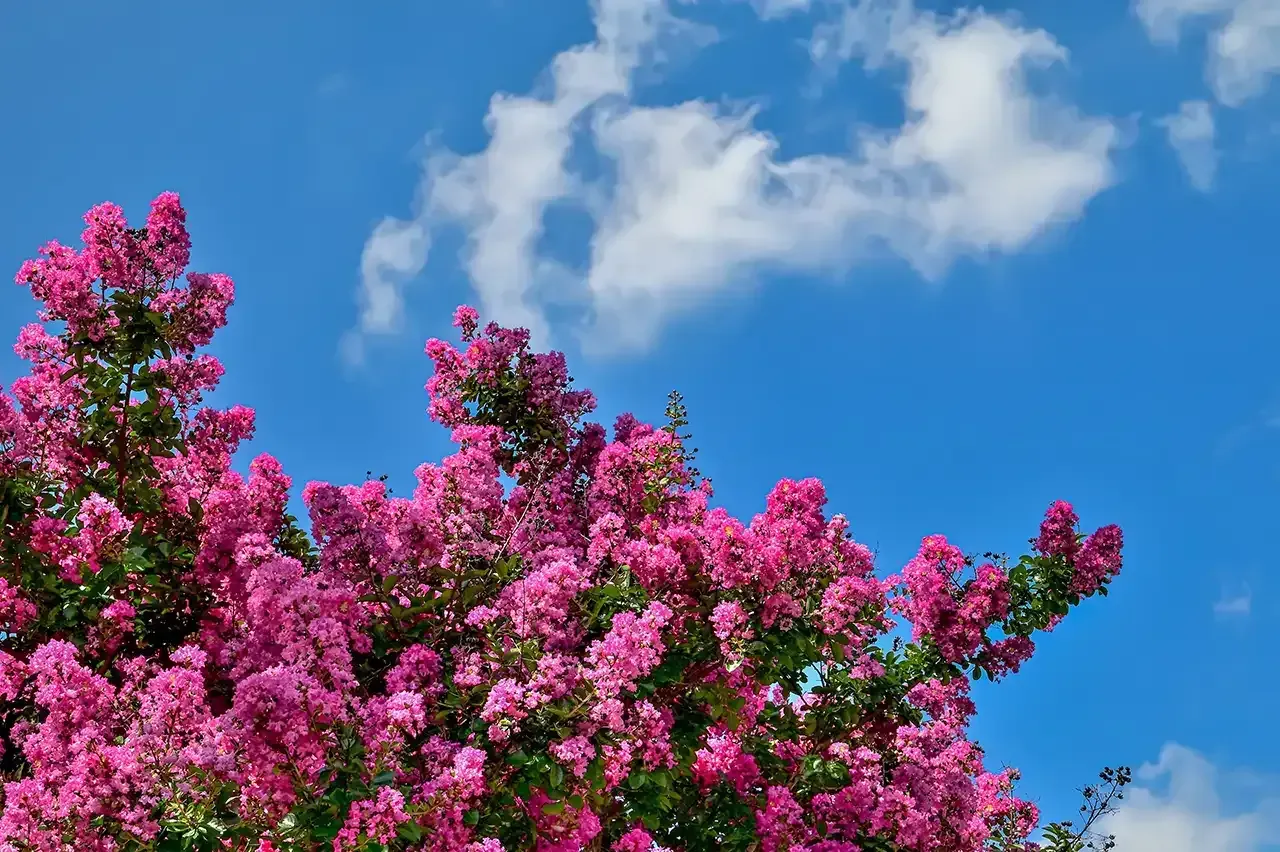 Pink crepe myrtle blooms against a bright blue sky with fluffy white clouds.