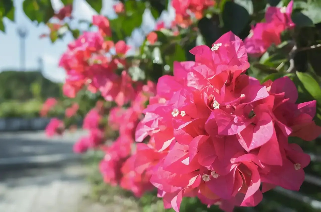 How to Grow and Care for Bougainvillea post image