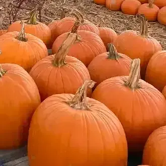 Orange pumpkins with green stems on display.