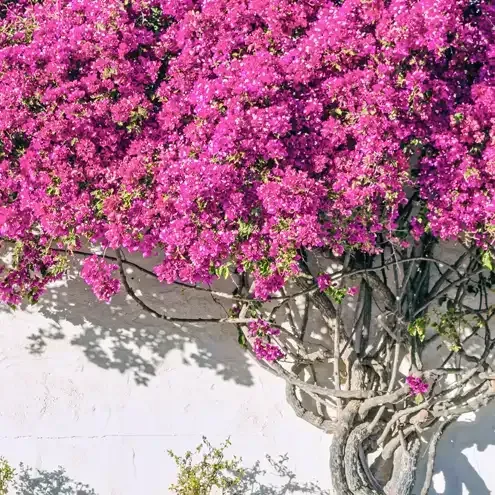 Vibrant pink bougainvillea climbing a white stucco wall.