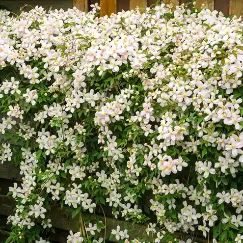 White clematis flowers cascade over a wooden fence, with green foliage visible.