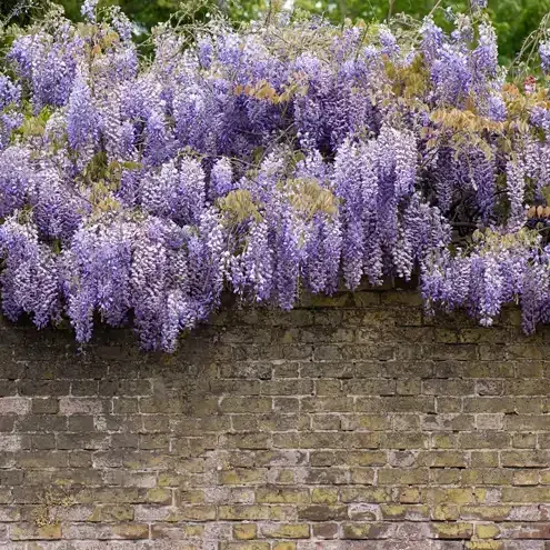 Purple wisteria cascading over a weathered brick wall.