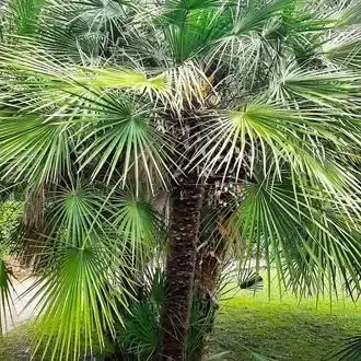 European Fan Palm