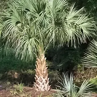 Saw Palmetto Palm Tree
