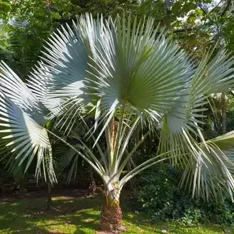 A Windmill palm tree with fan-shaped fronds in a garden setting.
