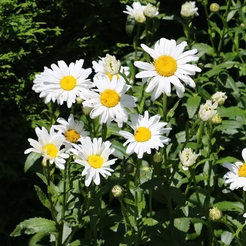 White daisy flowers with yellow centers in a sunny garden.