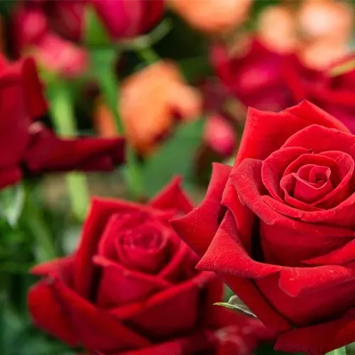 Close-up of red roses in full bloom with blurred background of other flowers.