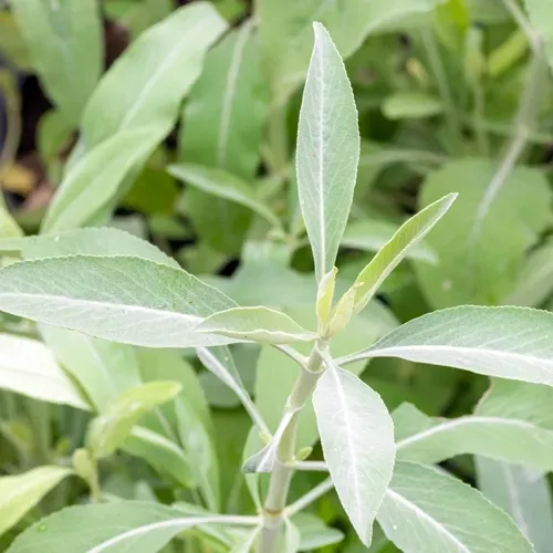 Salvia plant with long, narrow, pale green leaves.