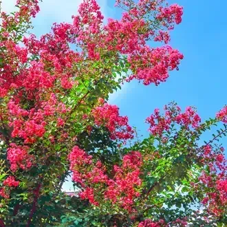 Rosehill Palms - Create Timeless, Traditional Landscaping with Classic Plants - Crape Myrtles