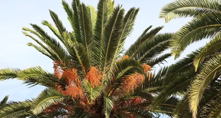 Palm tree branches with orange-red flowers against a light blue sky.