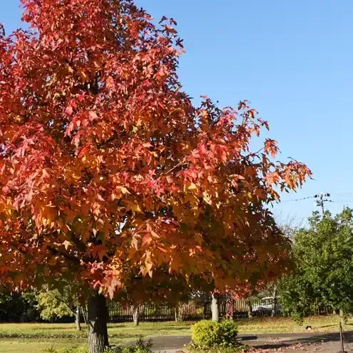 A tree with vibrant red and orange leaves in autumn, under a blue sky.