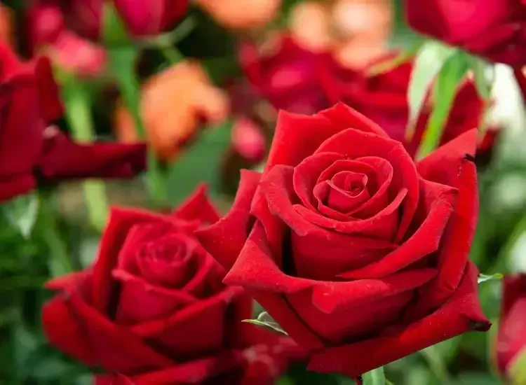 Rosehill Palms Plant Picks for Spring 2005 in Tomball - Double Knock-Out Roses