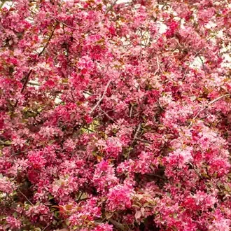 Rosehill Palms - The Best Native Plants for Houston Landscaping
 - Eastern Redbud