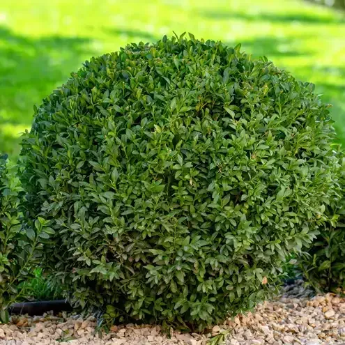 Green, spherical boxwood shrub in a gravel bed, with grass in the background.