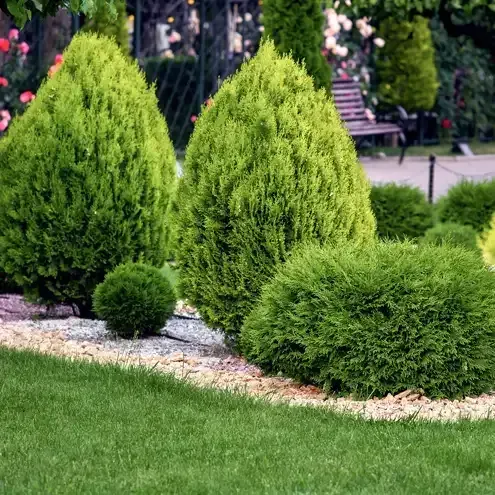 Green shrubs and trees in a garden bed with grass and a bench in the background.
