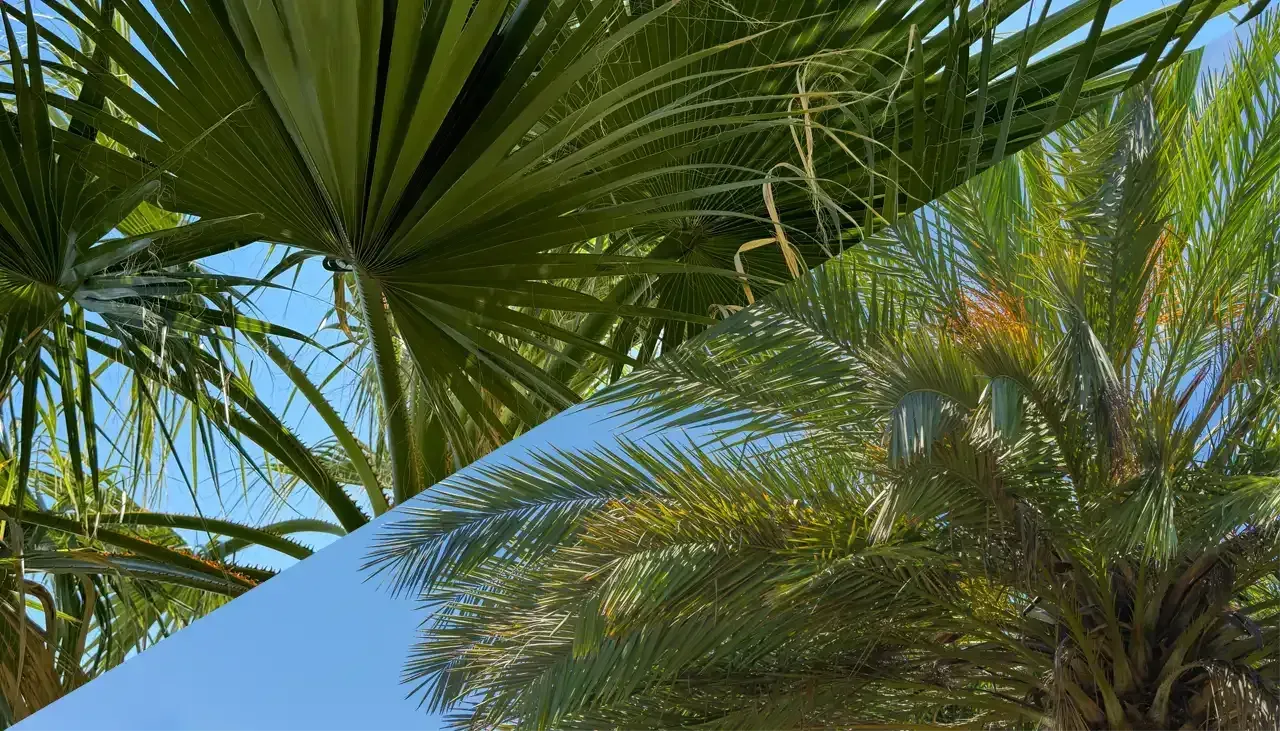 Fan Palms vs Date Palms: Which is the Best for Your Landscape? post  blogimage 
