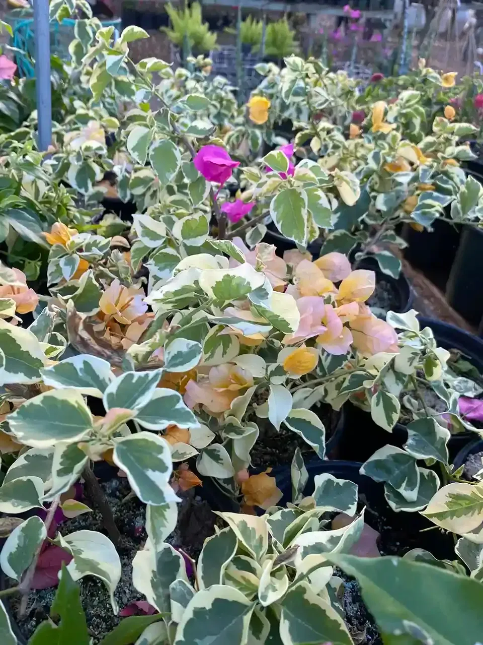 Variegated bougainvillea plants with pink, orange, and yellow bracts, potted in black containers.