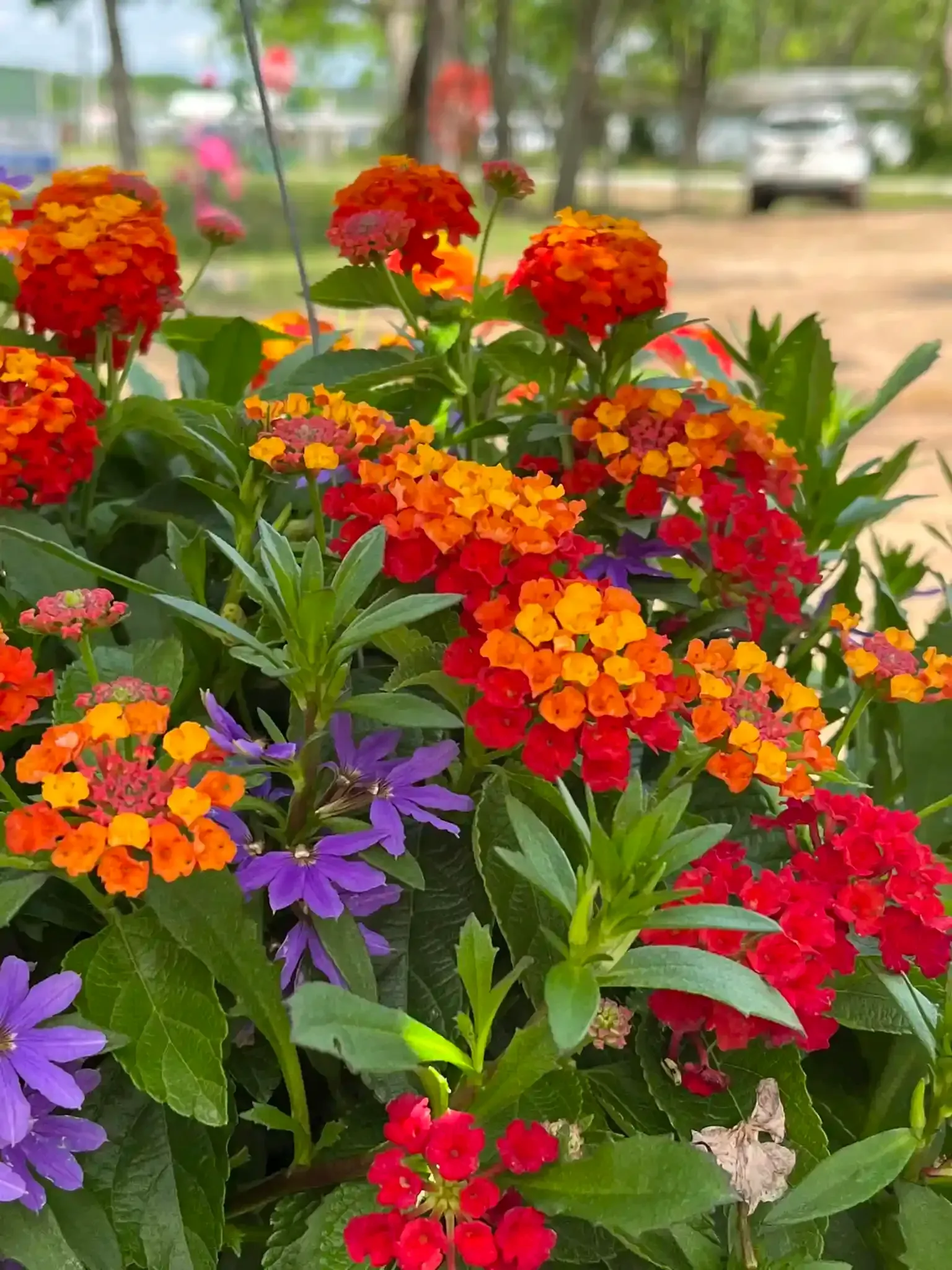 Vibrant mix of orange, red, and purple flowers in a green-leafed basket, outdoors.
