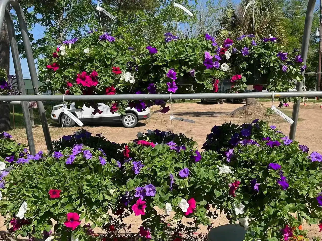 Hanging baskets overflowing with colorful petunias