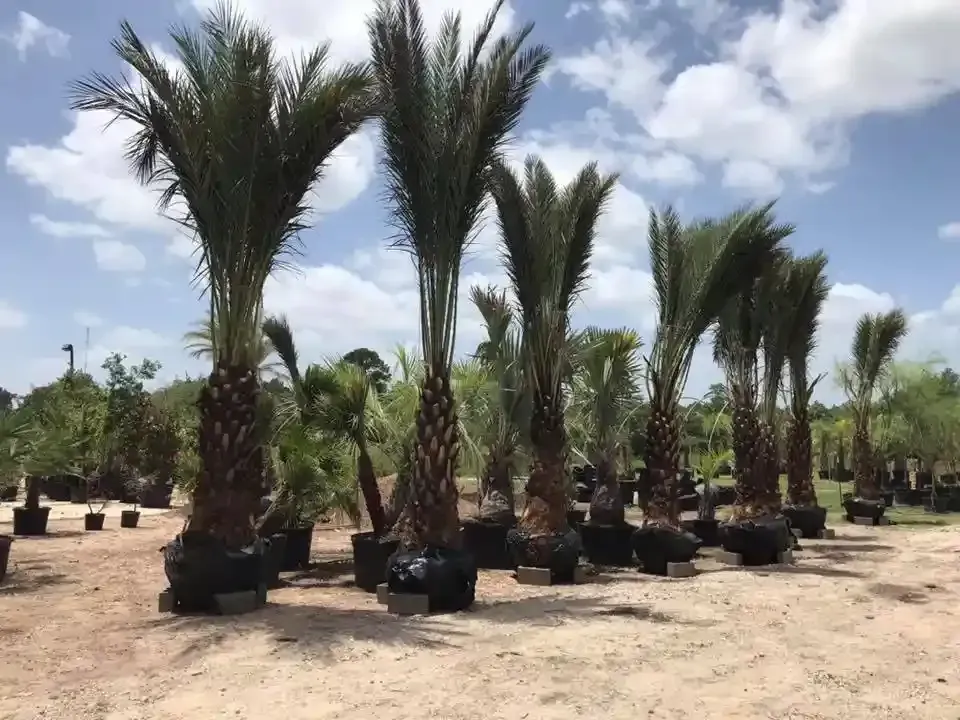Several tall date palm trees in large black pots, outdoors under a blue sky with clouds.