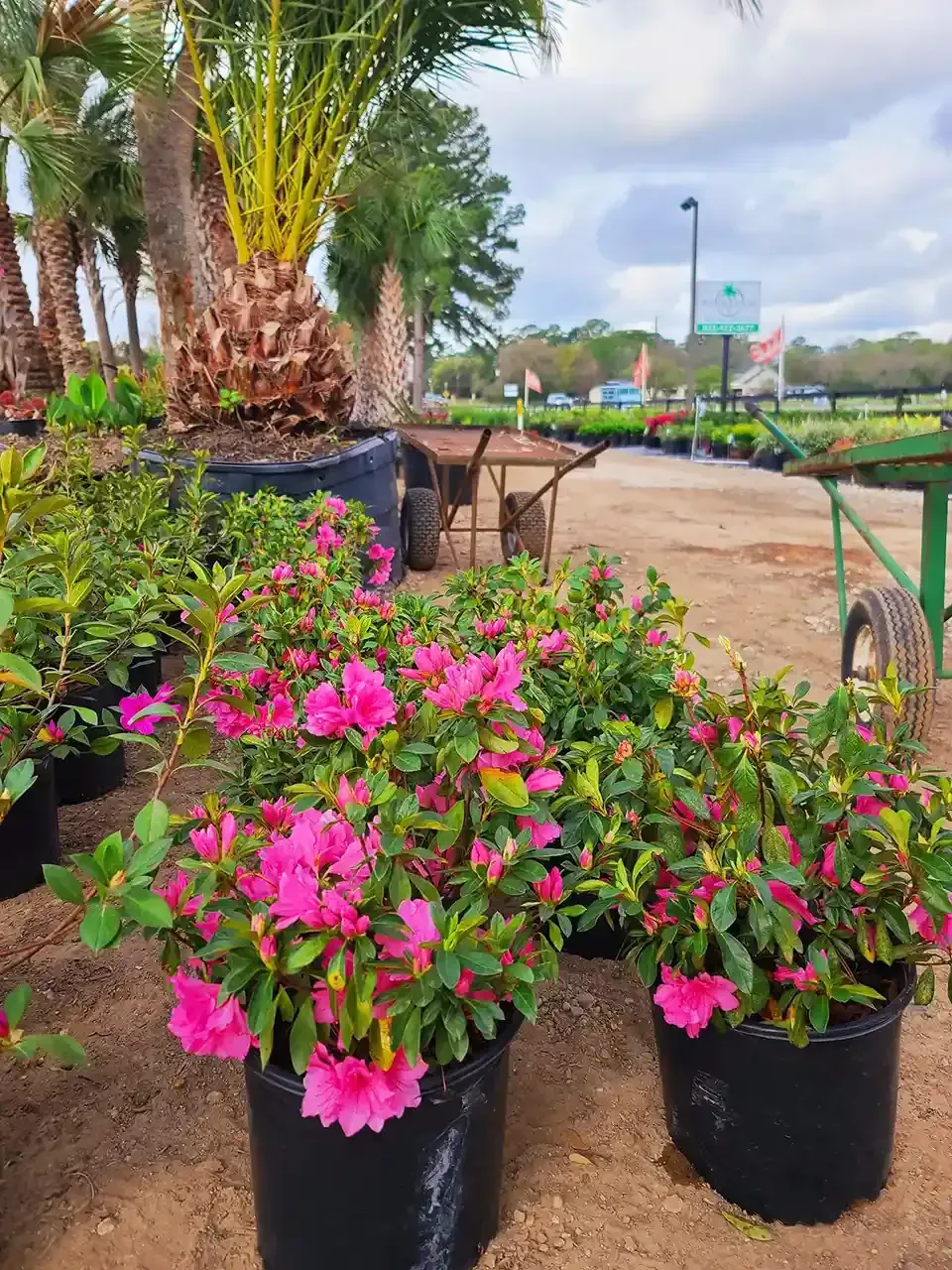 Pink azalea bushes in black pots at a plant nursery, with palm trees and a cloudy sky in the background.