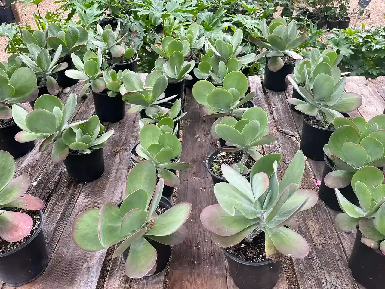 Potted succulent plants with rounded, dusty green leaves sit on a wooden surface.
