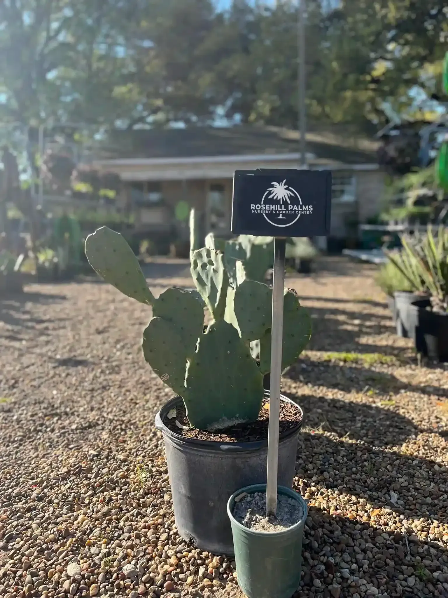 Cactus in a black pot with a sign, outdoors in a yard with gravel and a building in the background.