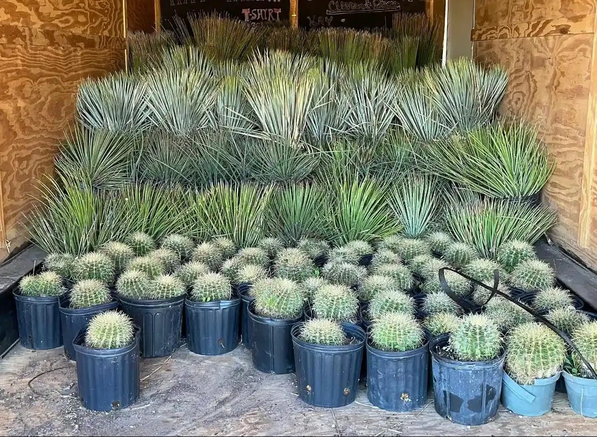 A truck bed filled with numerous potted cacti and succulents of various sizes and shapes.