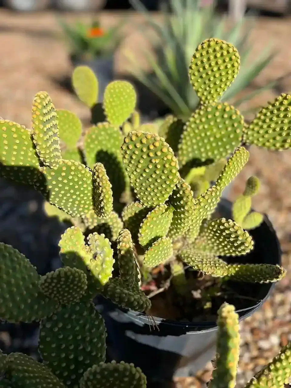 A potted bunny ear cactus with many round, green pads with yellow spots.