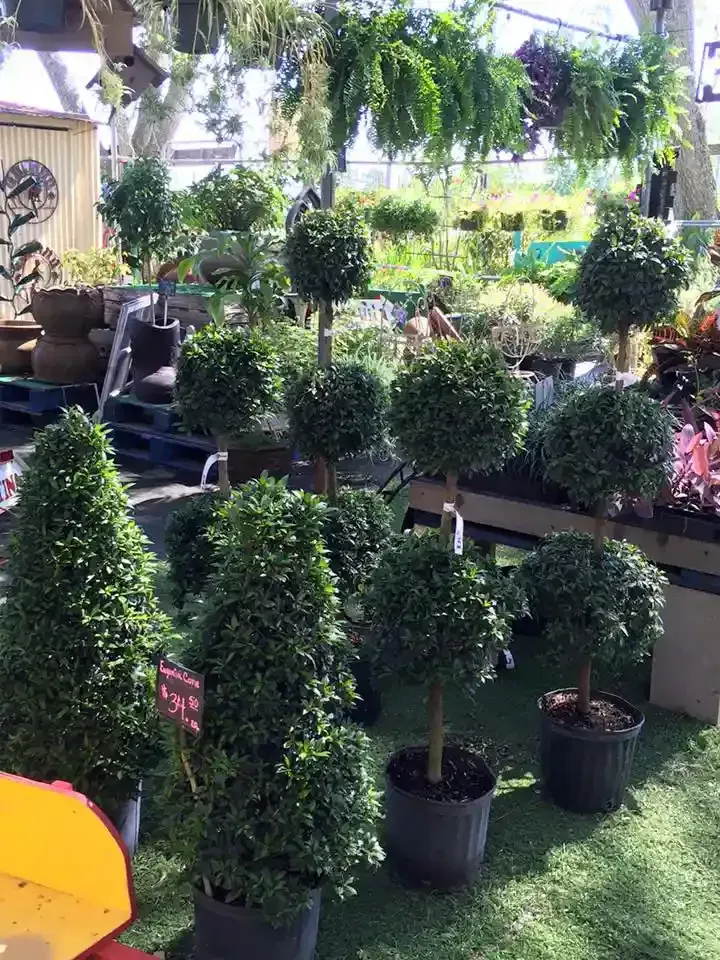 Green topiary plants in various shapes, for sale at a plant nursery.