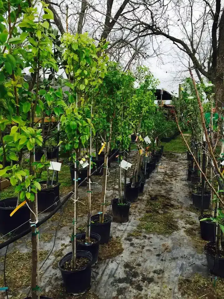 Row of young trees in black pots at a nursery, under a cloudy sky.