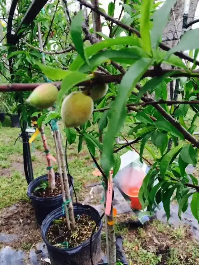 Peach tree in pots, bearing unripe, fuzzy peaches; green leaves; outdoor setting.