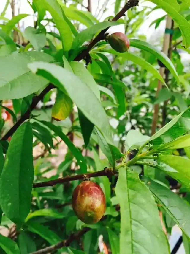 Peach tree branch with green leaves and developing peaches.