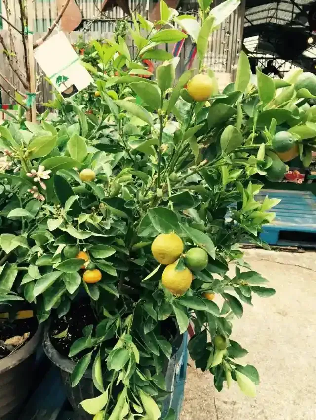 Lemon tree in a blue pot with several ripe and unripe lemons. Green leaves and a white tag.