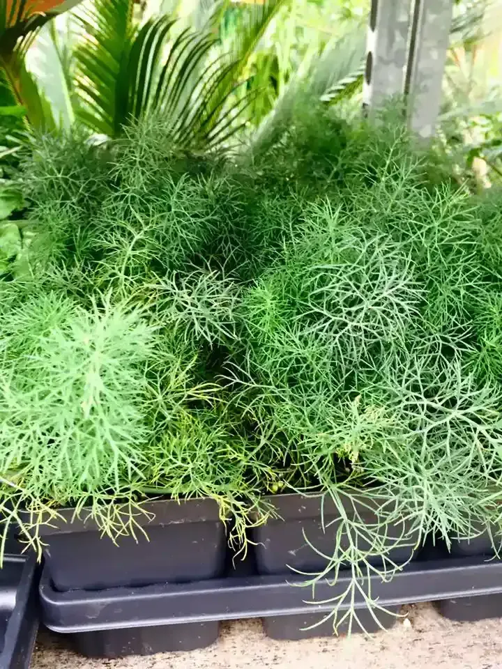 Dill plants in black containers, with feathery green foliage, outdoors.