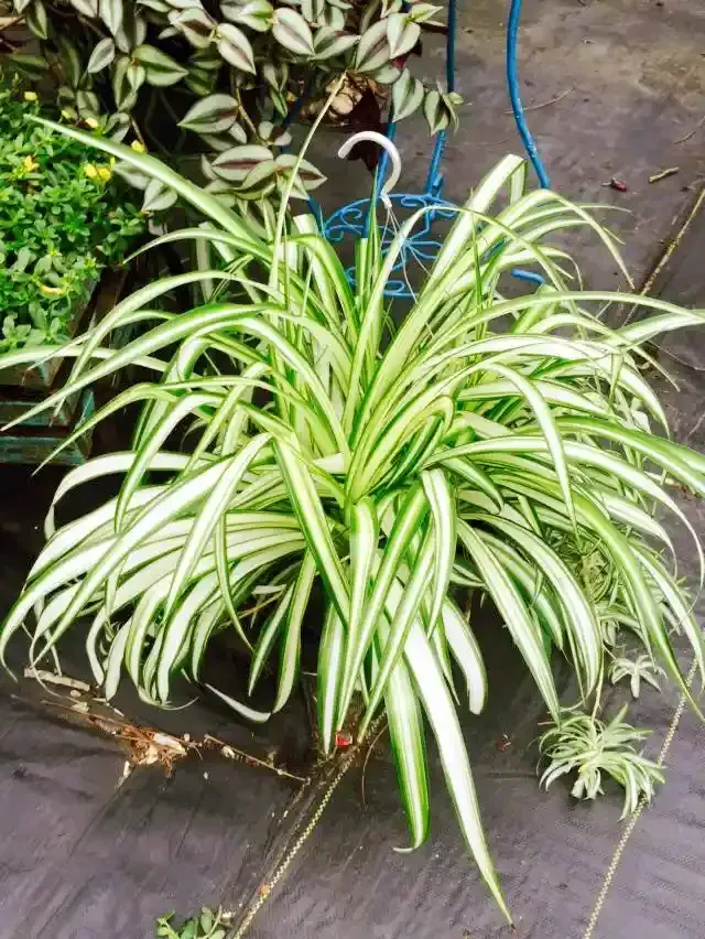 Spider plant with green and white striped leaves in a hanging basket.