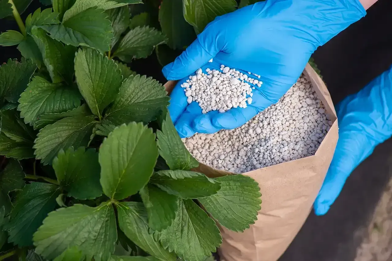 Hands in blue gloves holding fertilizer over strawberry plants.