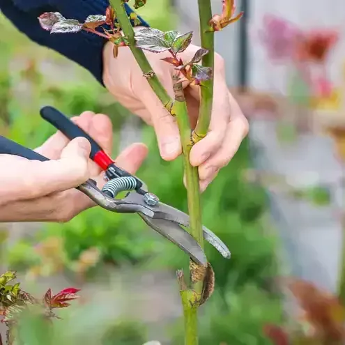 Person pruning a rose bush with pruning shears outdoors.