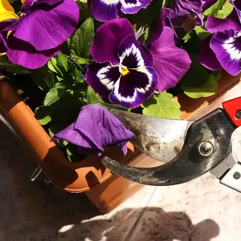Purple pansies being trimmed with red-handled shears in a brown pot.