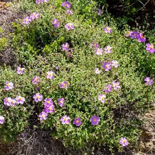 Bush of small green leaves and light purple flowers growing outdoors.