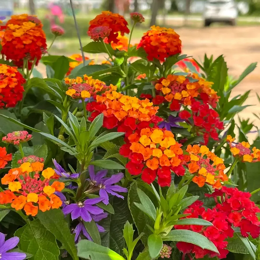 Vibrant orange, red, and yellow lantana flowers with small purple blooms. Green leaves in a sunny outdoor setting.