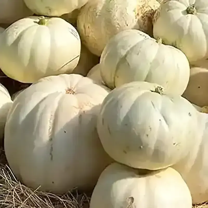 Pile of white pumpkins.