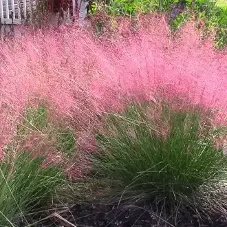 Rosehill Palms - The Best Native Plants for Houston Landscaping
 - Gulf Muhly Grass